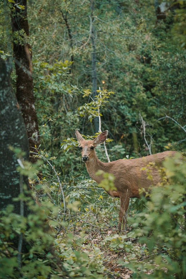 hunting