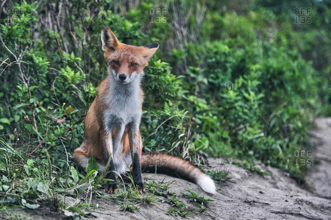 hunting